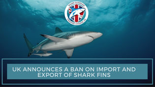 UPDATE: The UK Government taking the lead to introduce a ban on the shark fin trade