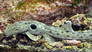 Epaulette shark