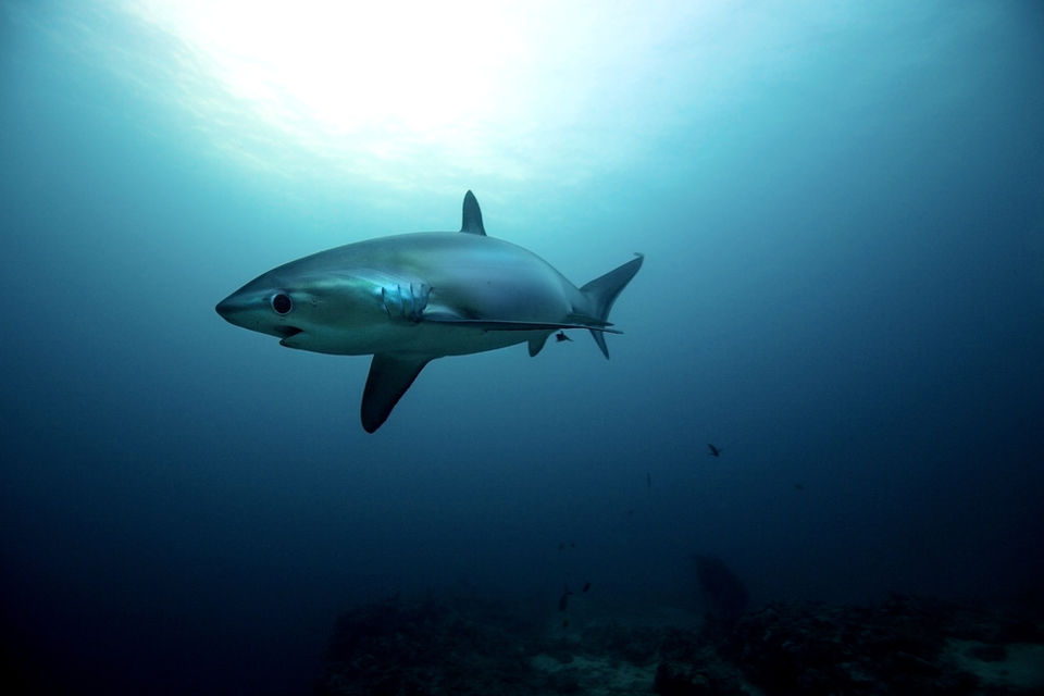Steve De Neef Thresher shark at Monad Shoal, Malapascua 3 copy_edited.jpg