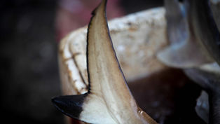 Illegal import of shark fins into Canada by company fined for US$60,000