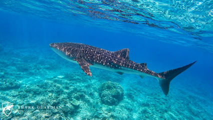 Whale shark while snorkeling