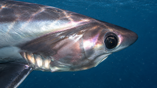 Bigeye Thresher Shark