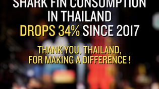 Decline in Shark Fin Consumption in Thailand: A Success Story with Ongoing Challenges