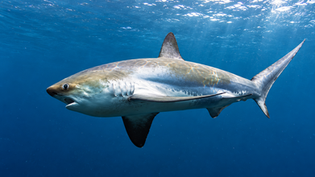 Common Thresher Shark