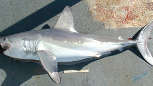 Porbeagle Shark