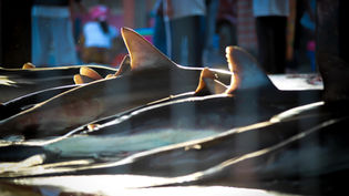 World's Biggest Tuna Producer Accused of Conning Customers with Empty Sustainability Promises