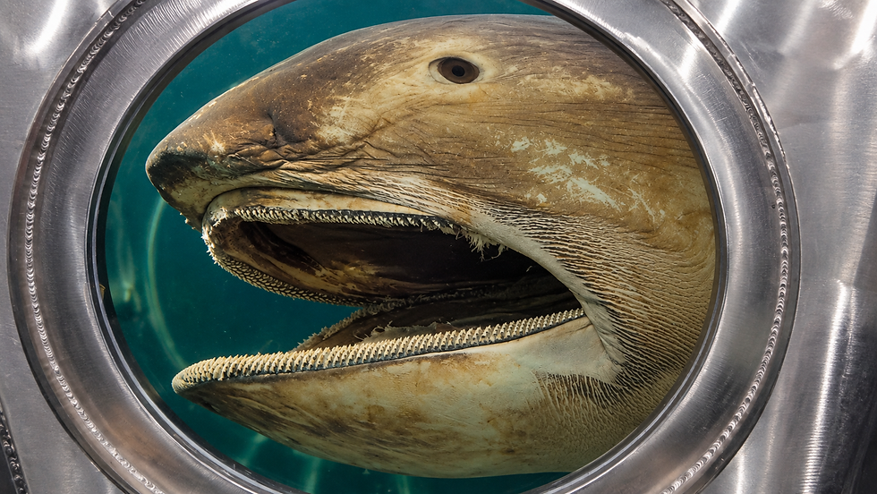 Megamouth shark