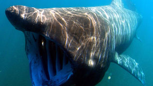 Basking Shark