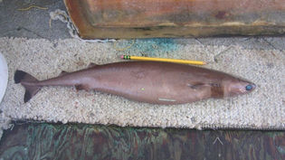 Cookiecutter shark