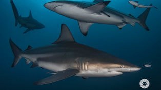 New IUCN report shows a third of Sharks, Rays, and Chimaeras Threatened with Extinction: A Call for Action