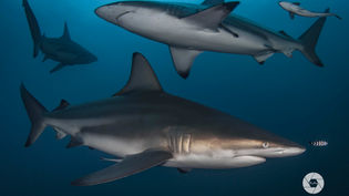 New IUCN report shows a third of Sharks, Rays, and Chimaeras Threatened with Extinction: A Call for Action