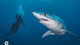 EU stops the trade of mako sharks from the Atlantic