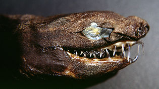 Viper Shark