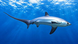 Pelagic Thresher Shark