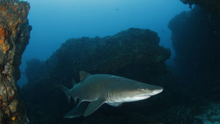 Grey Nurse 'Ragged-Tooth' Shark