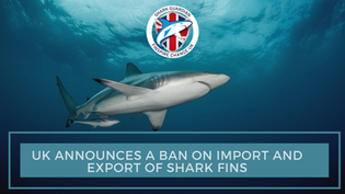 THE UK BANS IMPORT AND EXPORT of shark fins following the successful campaign by Shark Guardian