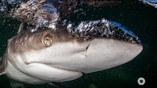 Australia’s Recent Shark Incidents: Understanding the Facts Beneath the Surface