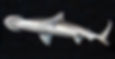 Bonnethead shark