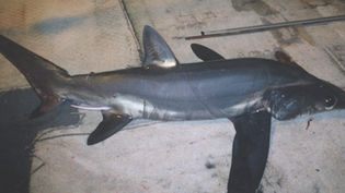 Bigeye Thresher Shark