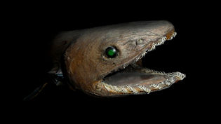 Frilled Shark
