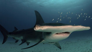 Great Hammerhead Shark