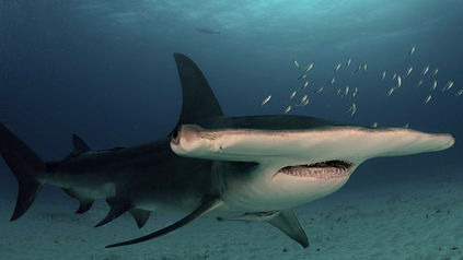 The 10 Known Species of Hammerhead Sharks: A Guide by Shark Guardian