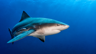 Bull Shark