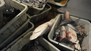 An Open Letter to the MSC from Shark Guardian