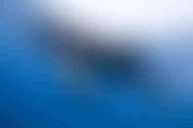 Whale shark Galapagos