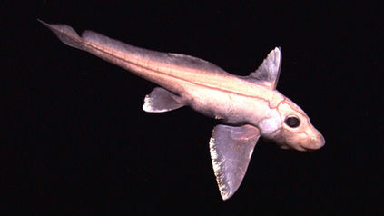 Ghost Shark (Chimaera)