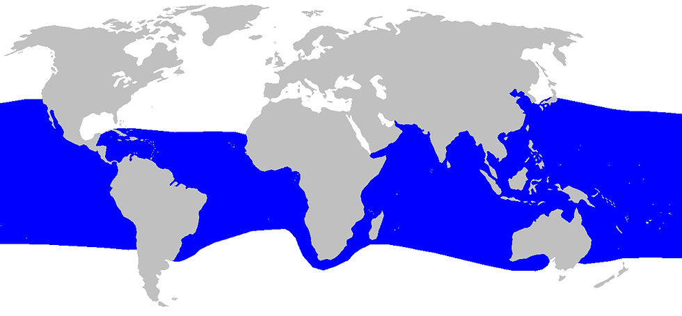 Megamouth shark