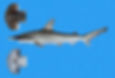 Scoophead shark