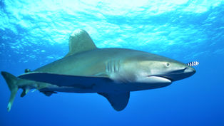 Oceanic Whitetip Shark