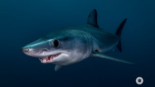 Mako Shark
