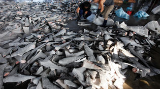 Shark Guardian investigation finds endangered sharks for sale in Taiwan