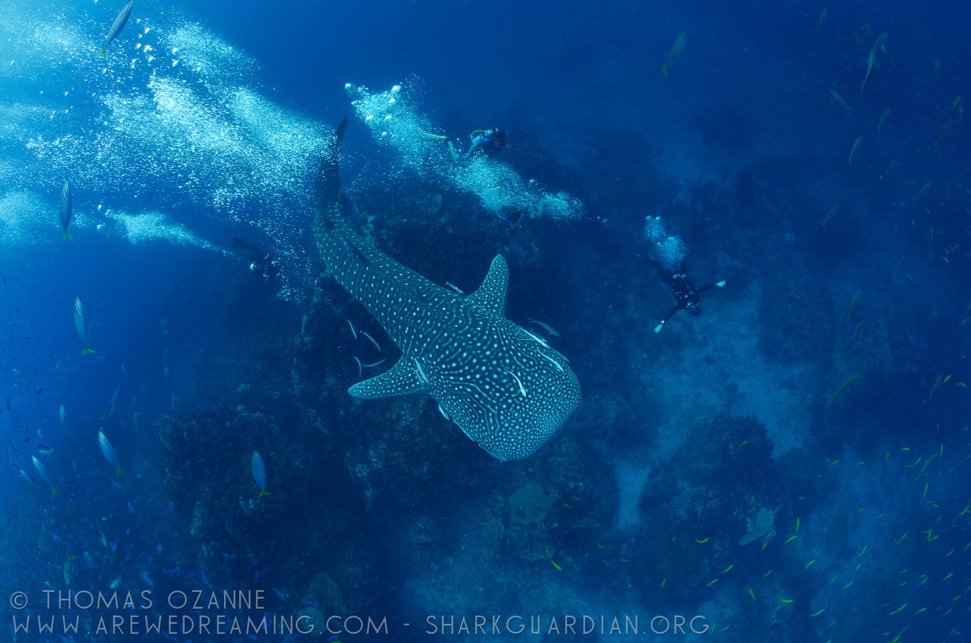 Whale Shark ID Project | sharkguardian