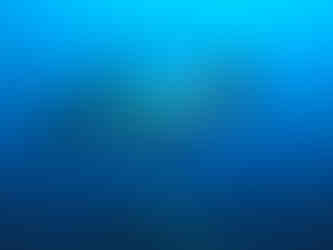 Hammerhead shark Galapagos