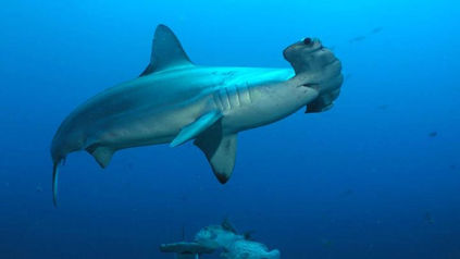 Guardians of the Deep: Shark Conservation in the Galapagos