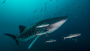 Thailands Whale Sharks