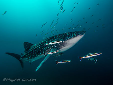 Thailands Whale Sharks