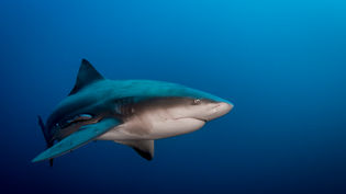 Bull Shark