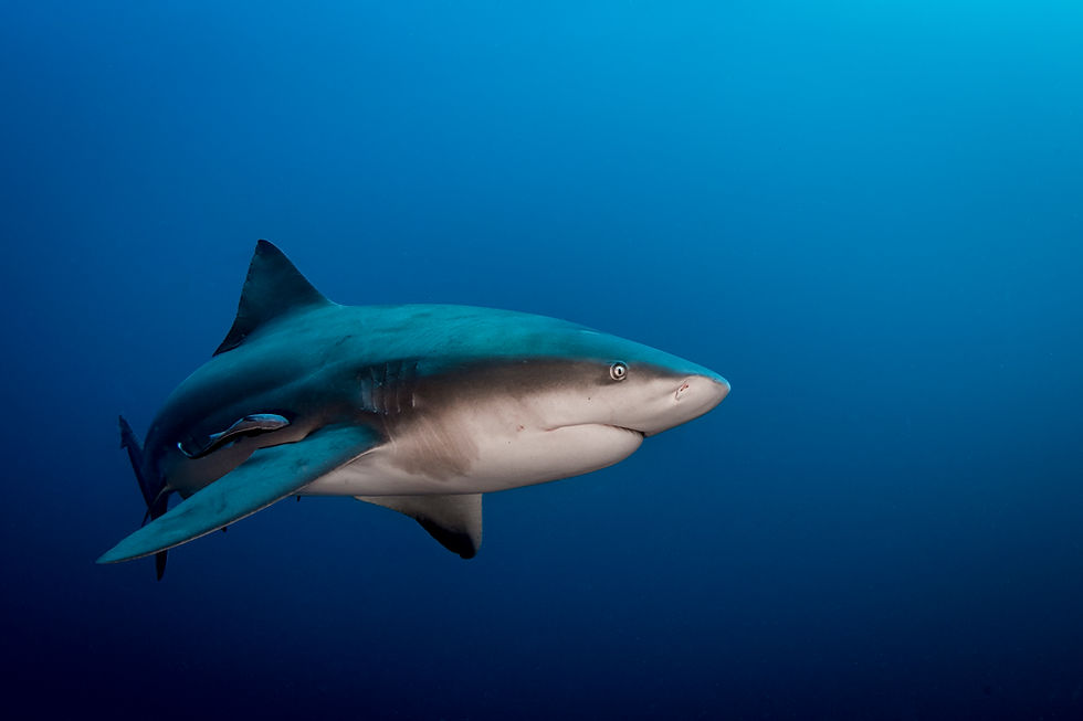 Bull Shark Bull Shark