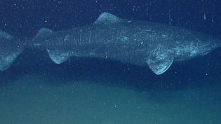 Greenland Shark
