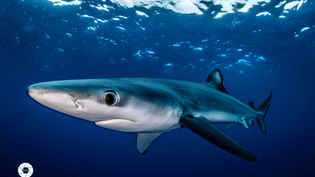 Blue Shark