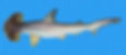 Bonnethead Shark