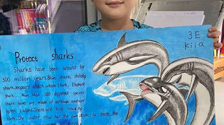 More fantastic shark-work following Shark Guardian school presentations