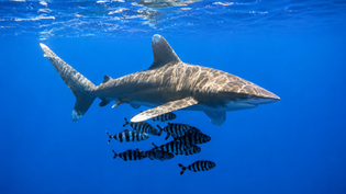 Oceanic Whitetip Shark