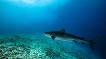 Queensland’s Shark Control Plan Faces Backlash from Experts, Legal Action & Conservation Advocates