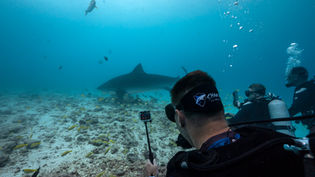 Shark Guardian Highlights and Achievements of 2024