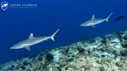 Grey Reef sharks